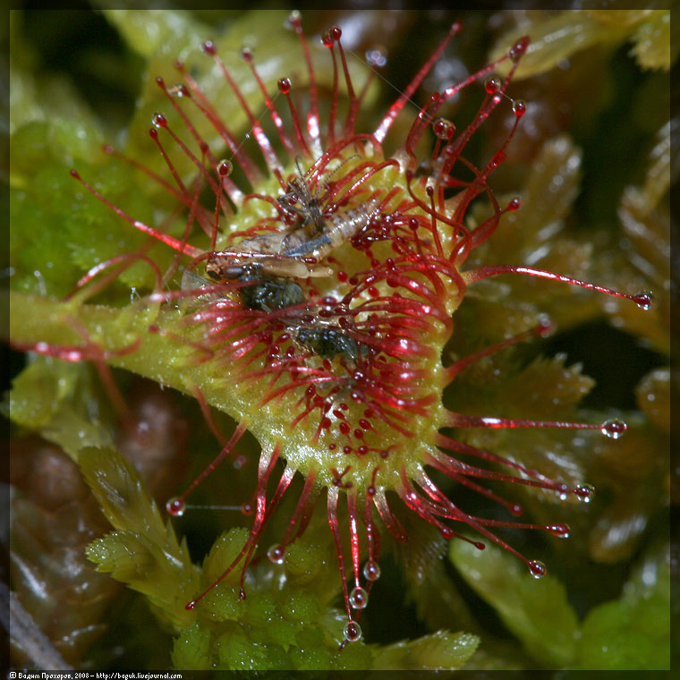 Изображение особи Drosera rotundifolia.