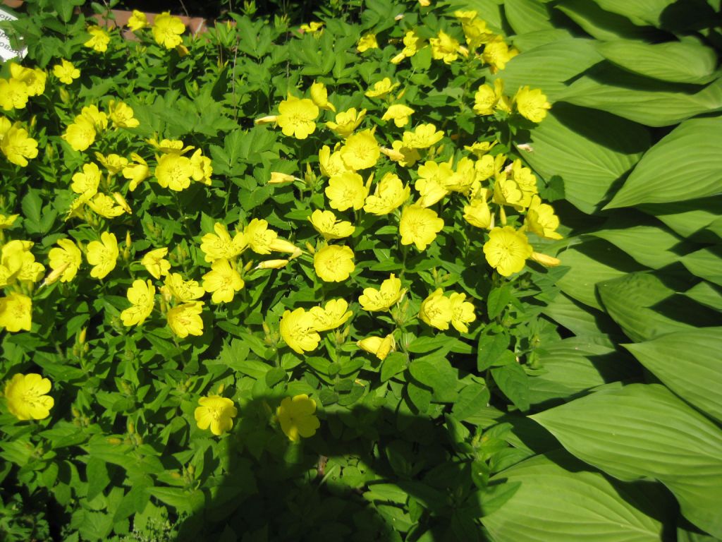 Image of Oenothera fruticosa specimen.
