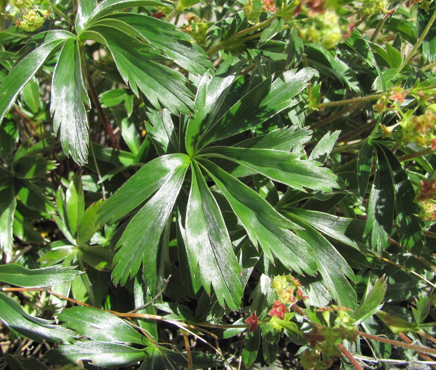 Image of Alchemilla sericea specimen.