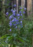 Adenophora liliifolia. Верхушка цветущего растения. Свердловская обл., окр. г. Заречный, урочище Черемшанское болото, берёзово-сосновый лес. 20.08.2017.