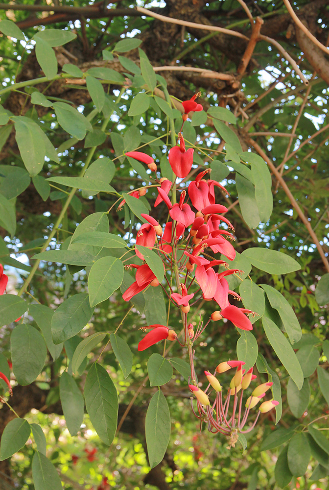 Изображение особи Erythrina crista-galli.