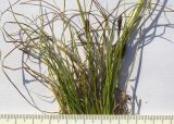 Carex micropodioides