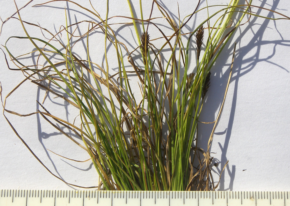 Image of Carex micropodioides specimen.