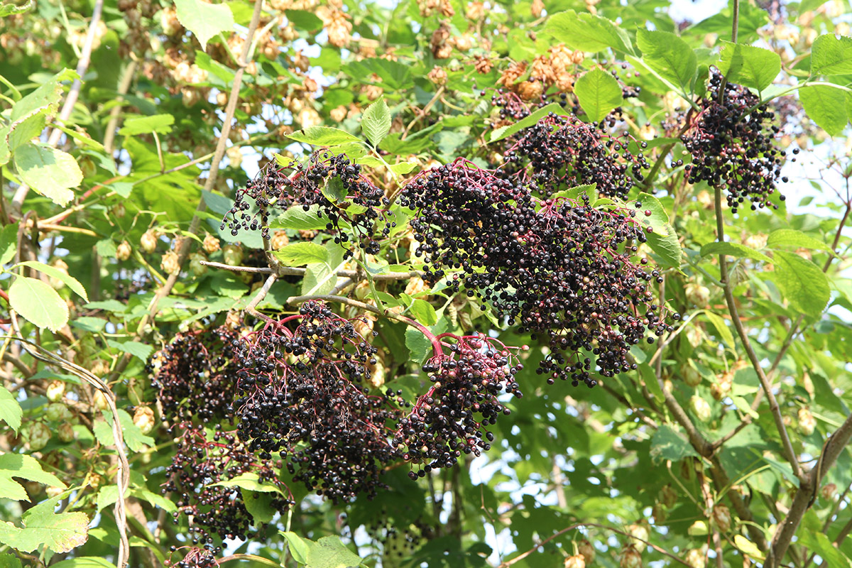 Image of Sambucus nigra specimen.