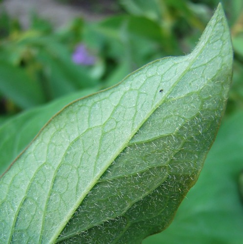 Image of Paeonia arietina specimen.