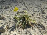 Diplotaxis tenuifolia