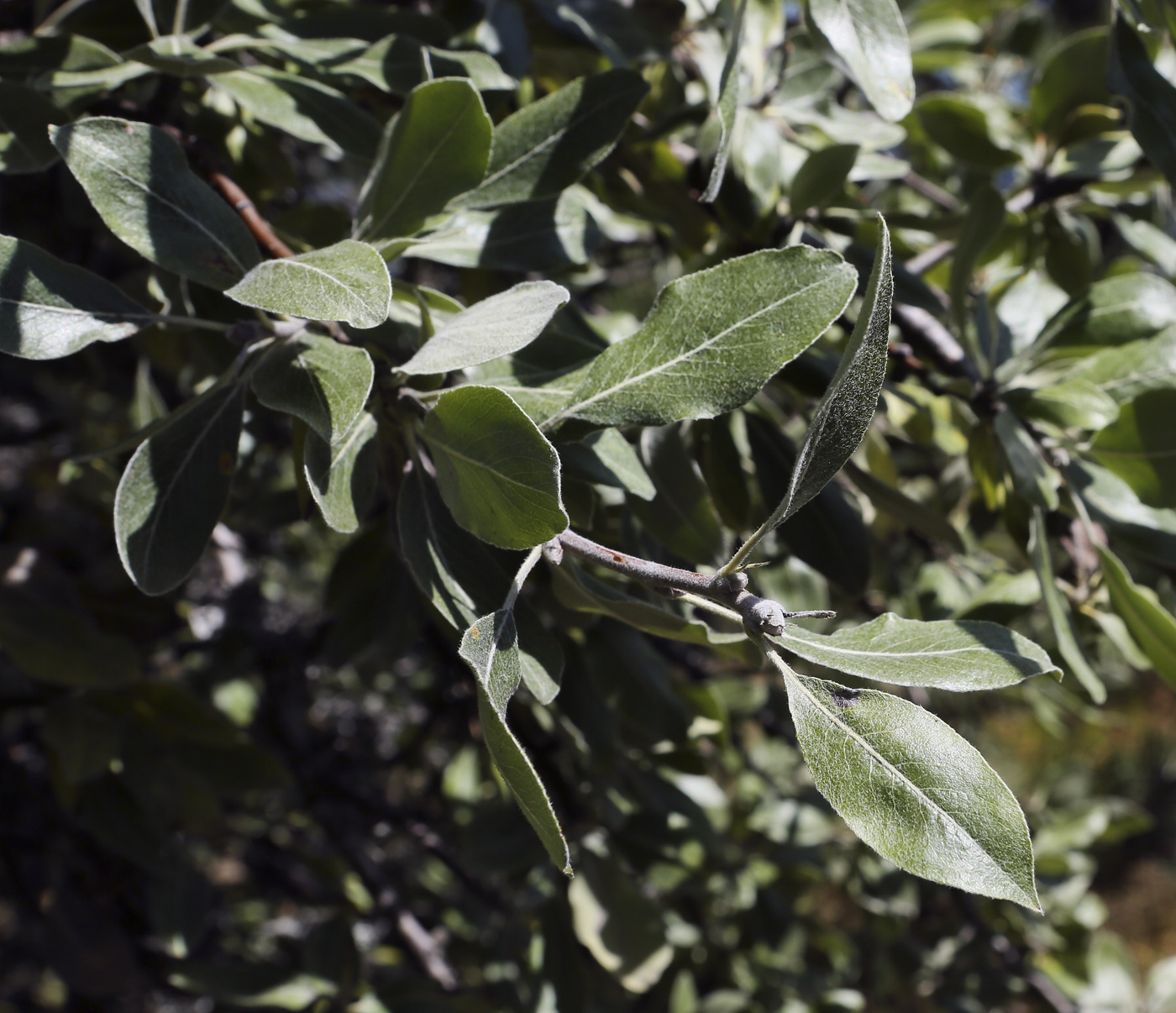 Image of Pyrus elaeagrifolia specimen.