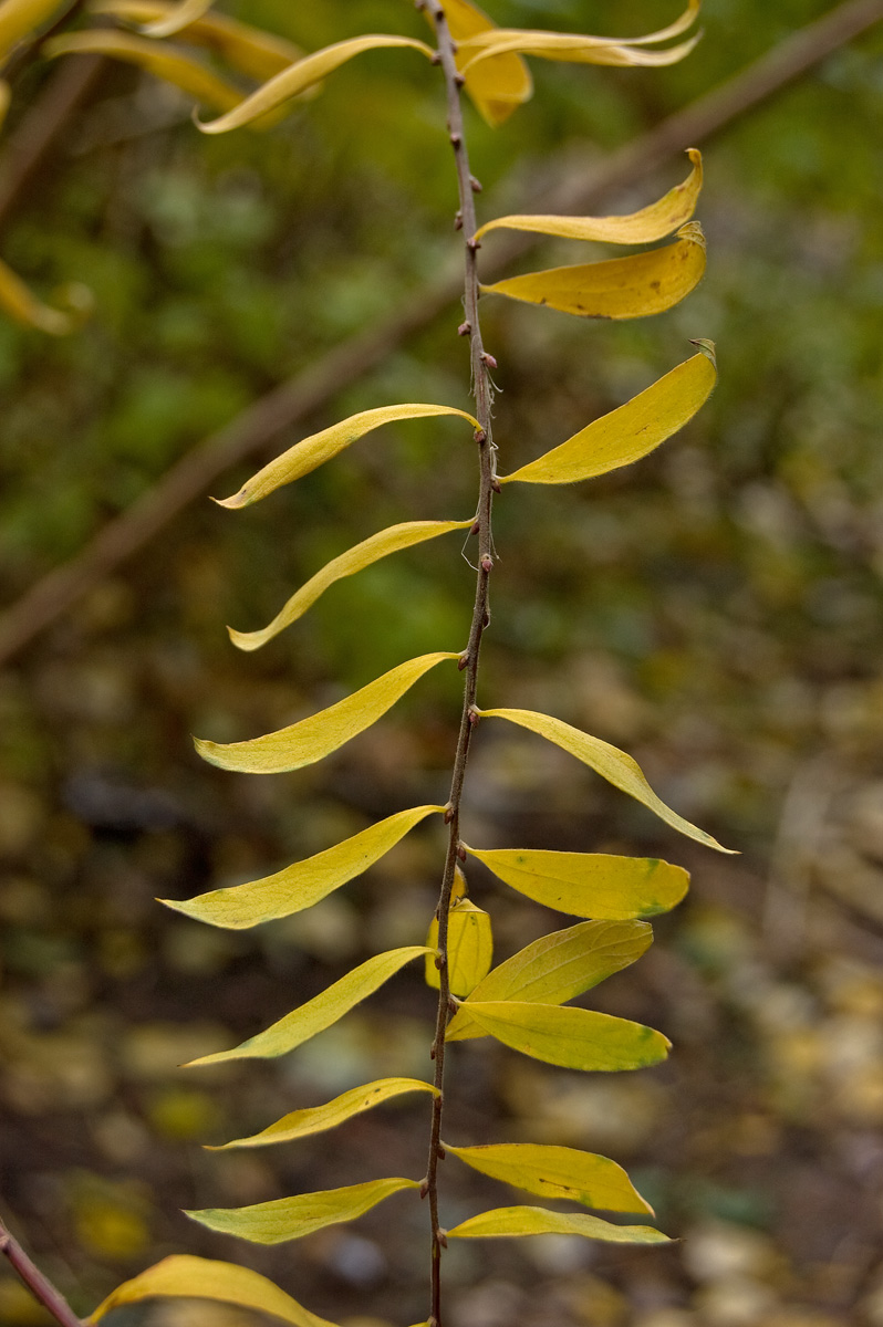 Image of Spiraea × cinerea specimen.