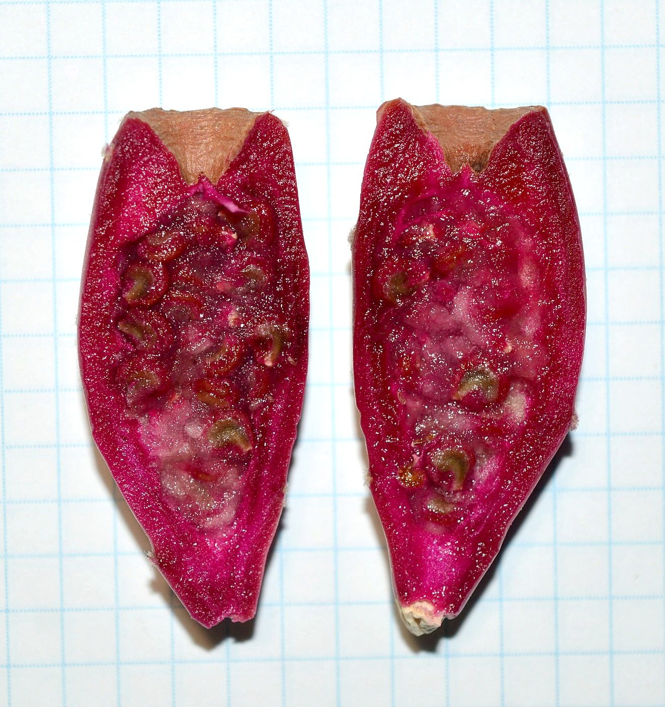 Image of Opuntia phaeacantha var. camanchica specimen.