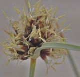 Cyperus capitatus