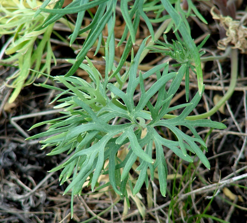 Image of Delphinium grandiflorum specimen.