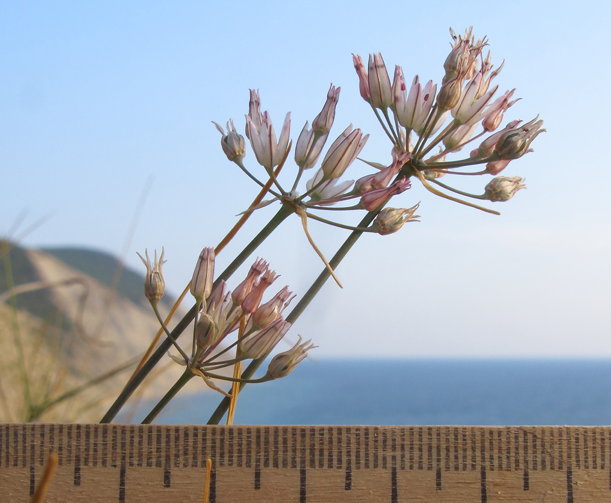 Image of Allium moschatum specimen.