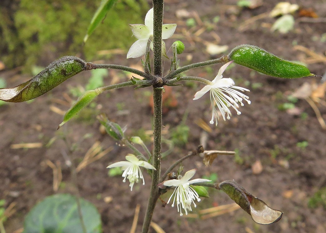 Изображение особи Beesia calthifolia.