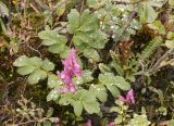 Corydalis paeoniifolia. Цветущее растение после дождя. Якутия, Нерюнгринский р-н, окр. перевала Тит, задернованный щебнистый склон. 12.07.2016.