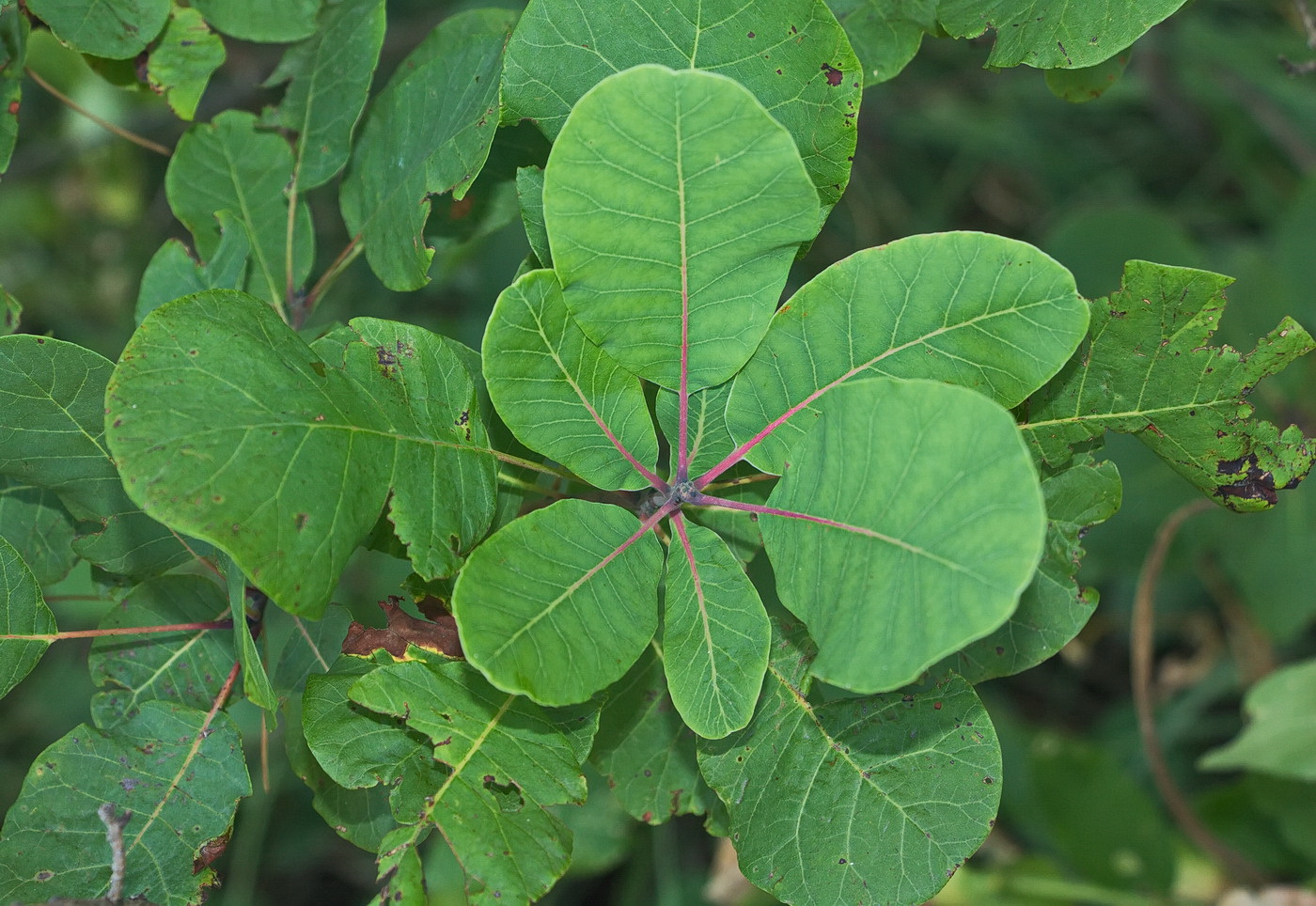 Изображение особи Cotinus coggygria.