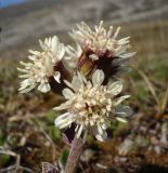 Petasites frigidus