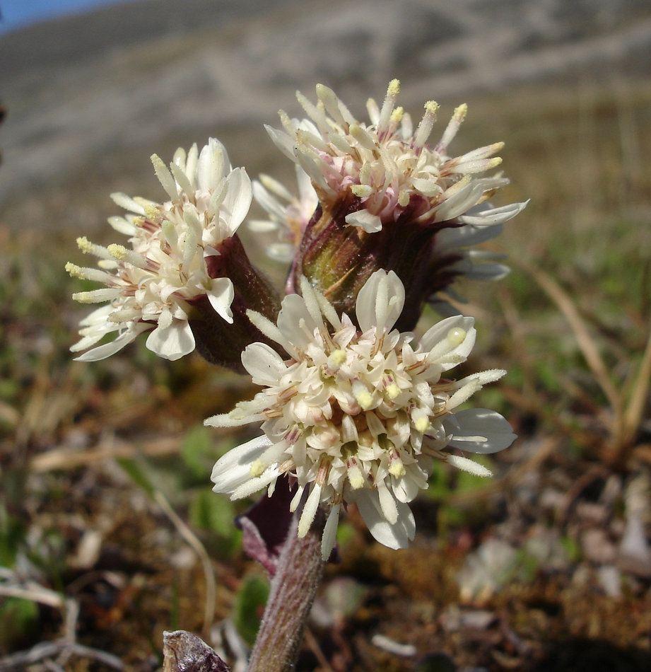 Изображение особи Petasites frigidus.