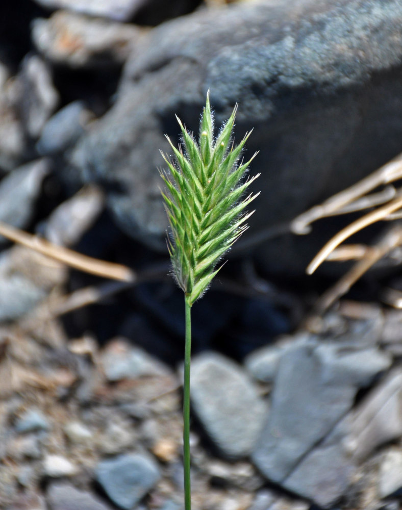 Изображение особи Agropyron cristatum.