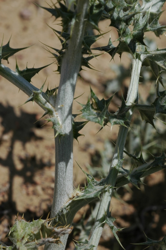 Image of Echinops albicaulis specimen.