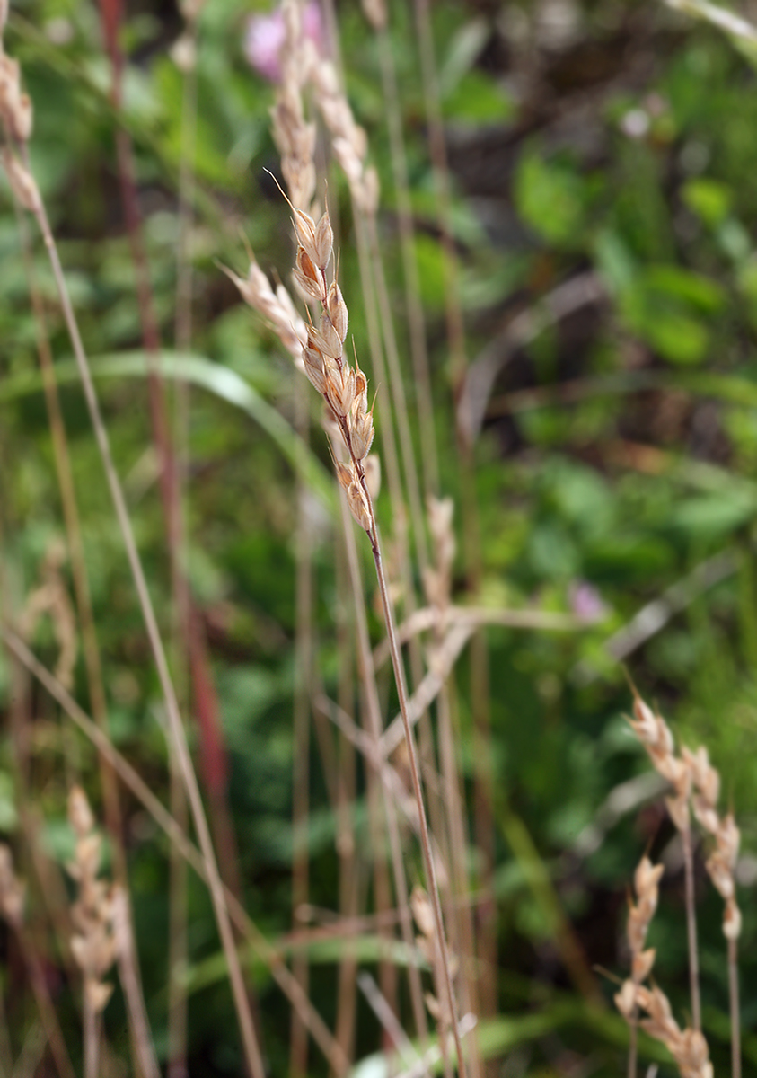 Image of Bromus hordeaceus specimen.