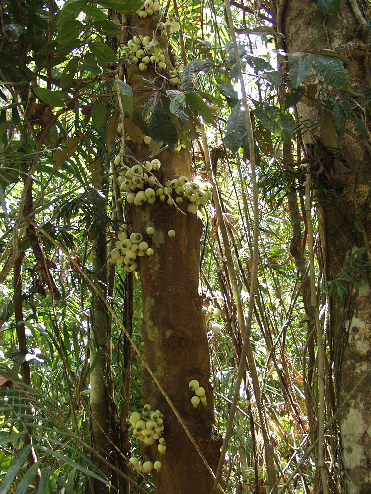 Image of Syzygium cormiflorum specimen.