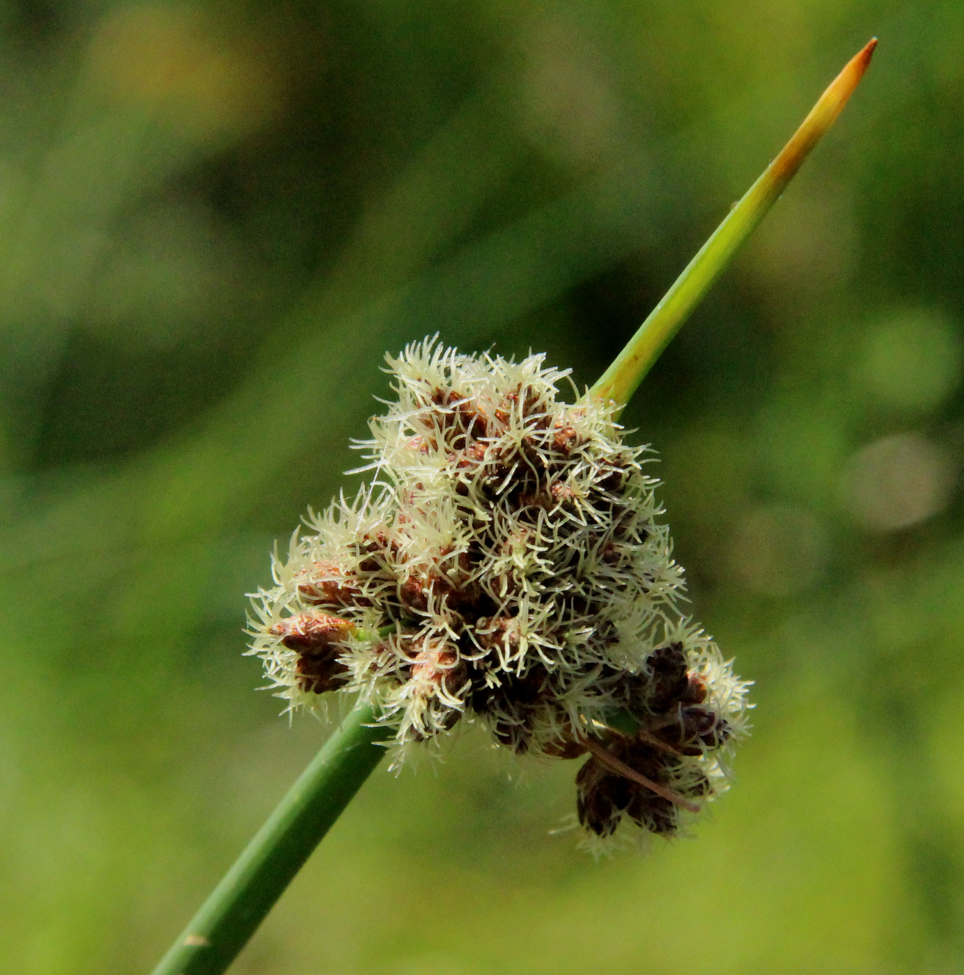 Image of Schoenoplectus tabernaemontani specimen.