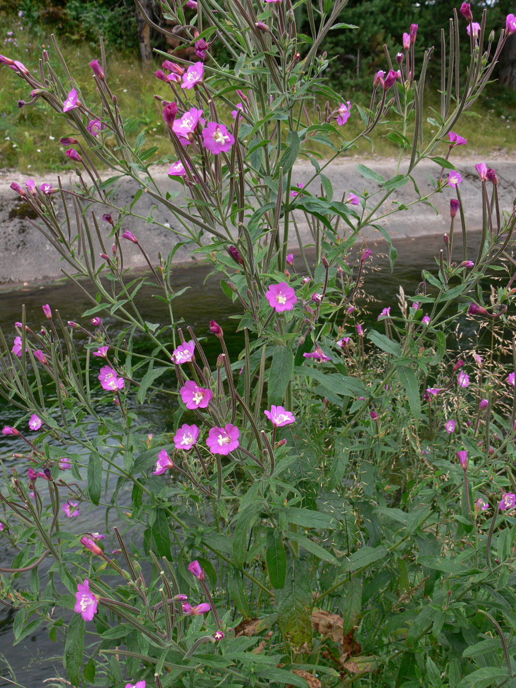 Изображение особи Epilobium hirsutum.