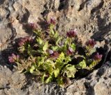Anchusella variegata