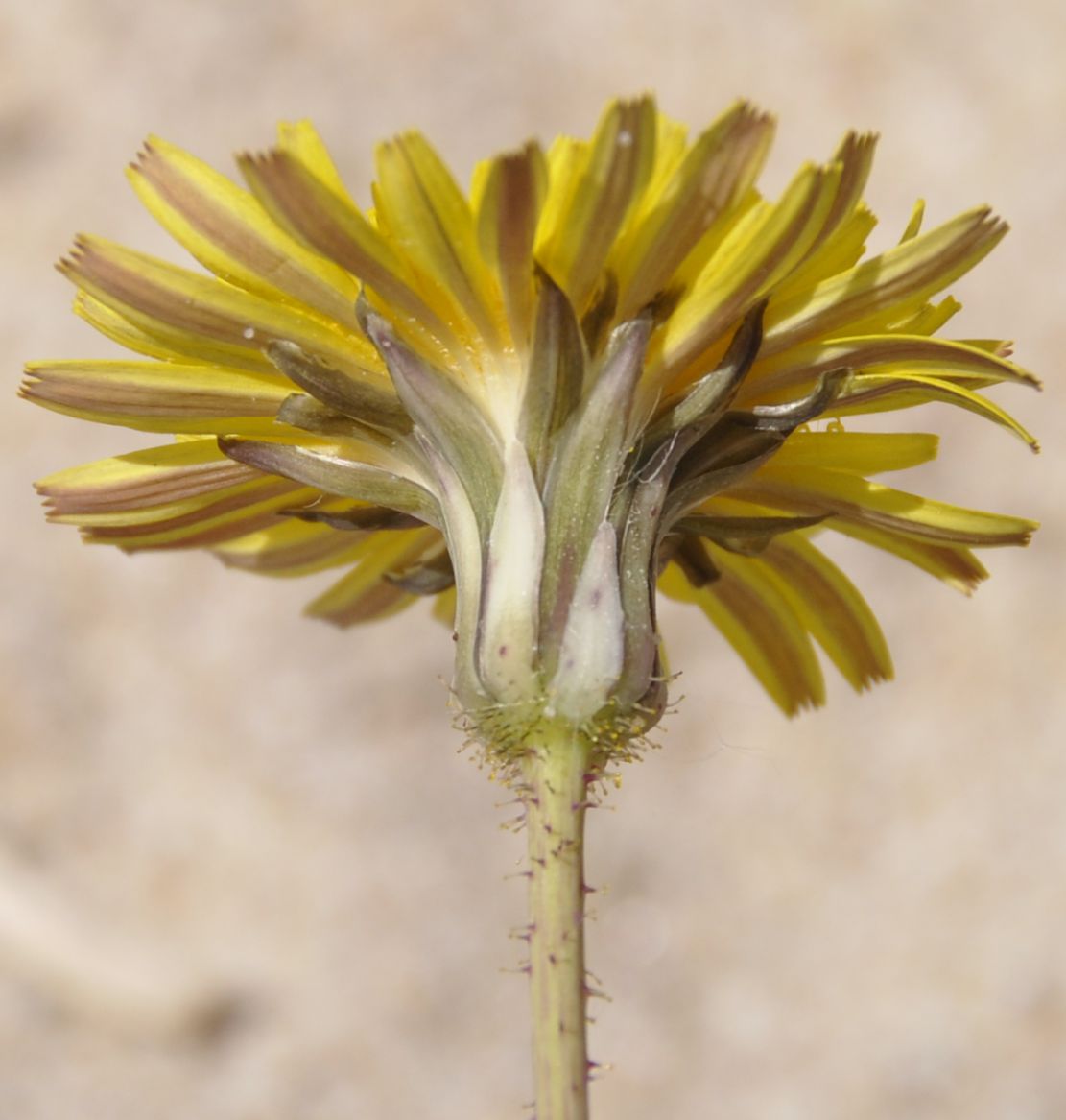 Изображение особи Sonchus bulbosus.