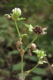 Trifolium scabrum. Верхушка побега с соцветиями и соплодием. Крым, предгорья, окр. Терновки. 4 июля 2014 г.