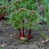 Paeonia tenuifolia