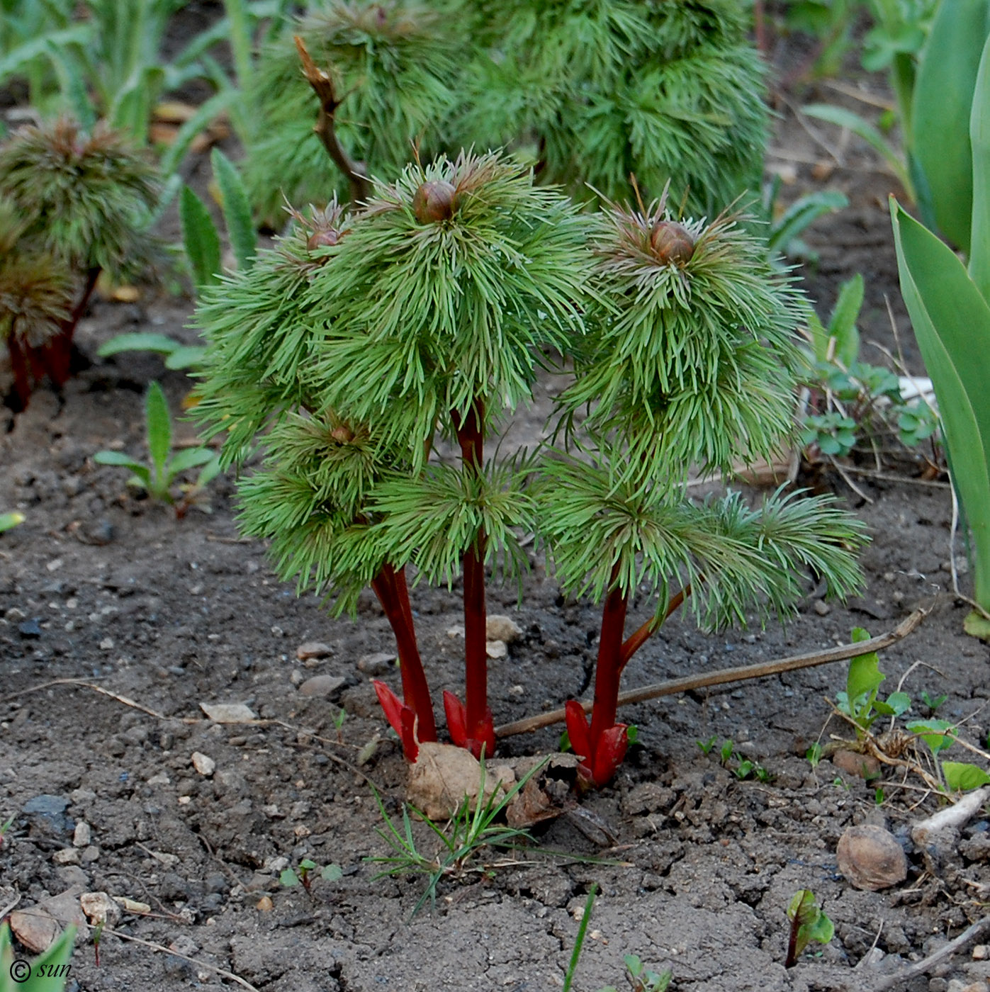 Image of Paeonia tenuifolia specimen.