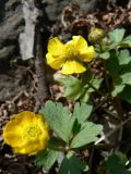 Ranunculus franchetii. Цветки, бутон и листья. Хабаровский край, Хабаровский р-н, 17 км Владивостокского шоссе, в низинке около ручья между склонами сопок с дачами (вдоль ручья - большие деревья ясеня маньчжурского). 24.04.2018.