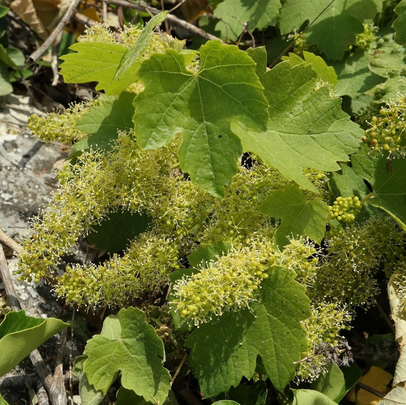 Изображение особи Vitis vinifera.