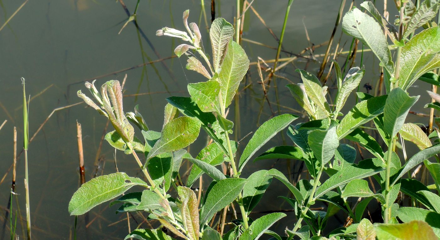 Image of Salix cinerea specimen.