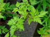 Geranium robertianum