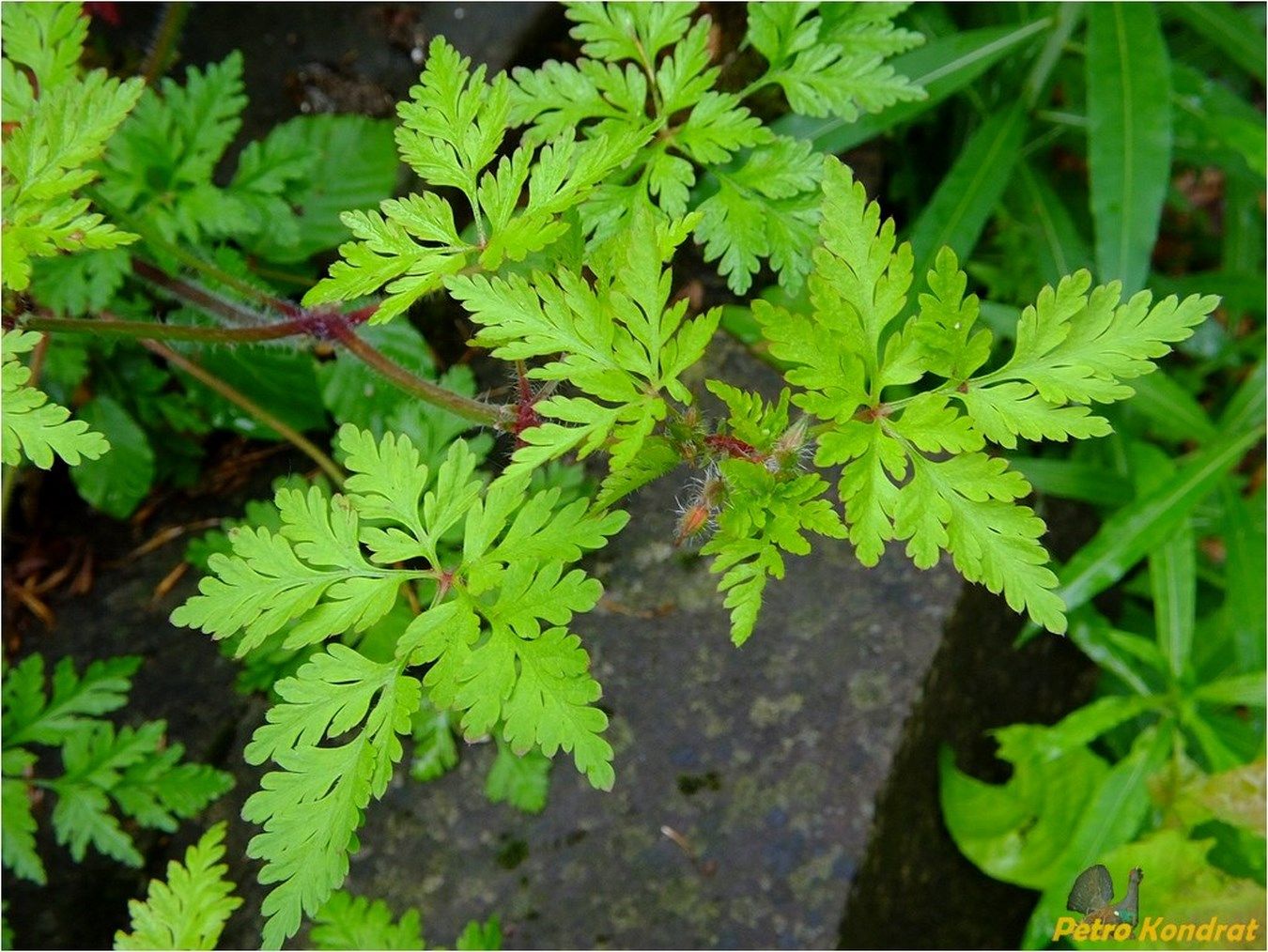 Image of Geranium robertianum specimen.