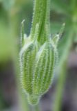 Erodium ciconium. Чашечка при плоде. Крым, Бахчисарайский р-н, окр. с. Трудолюбовка, известняковая осыпь на склоне горы Бакла. 07.05.2010.