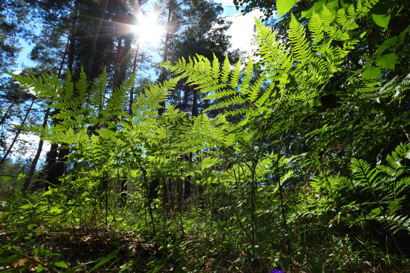 Image of Pteridium pinetorum specimen.