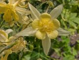 genus Aquilegia