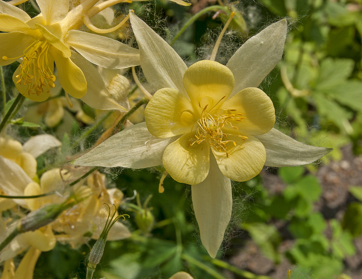 Изображение особи род Aquilegia.