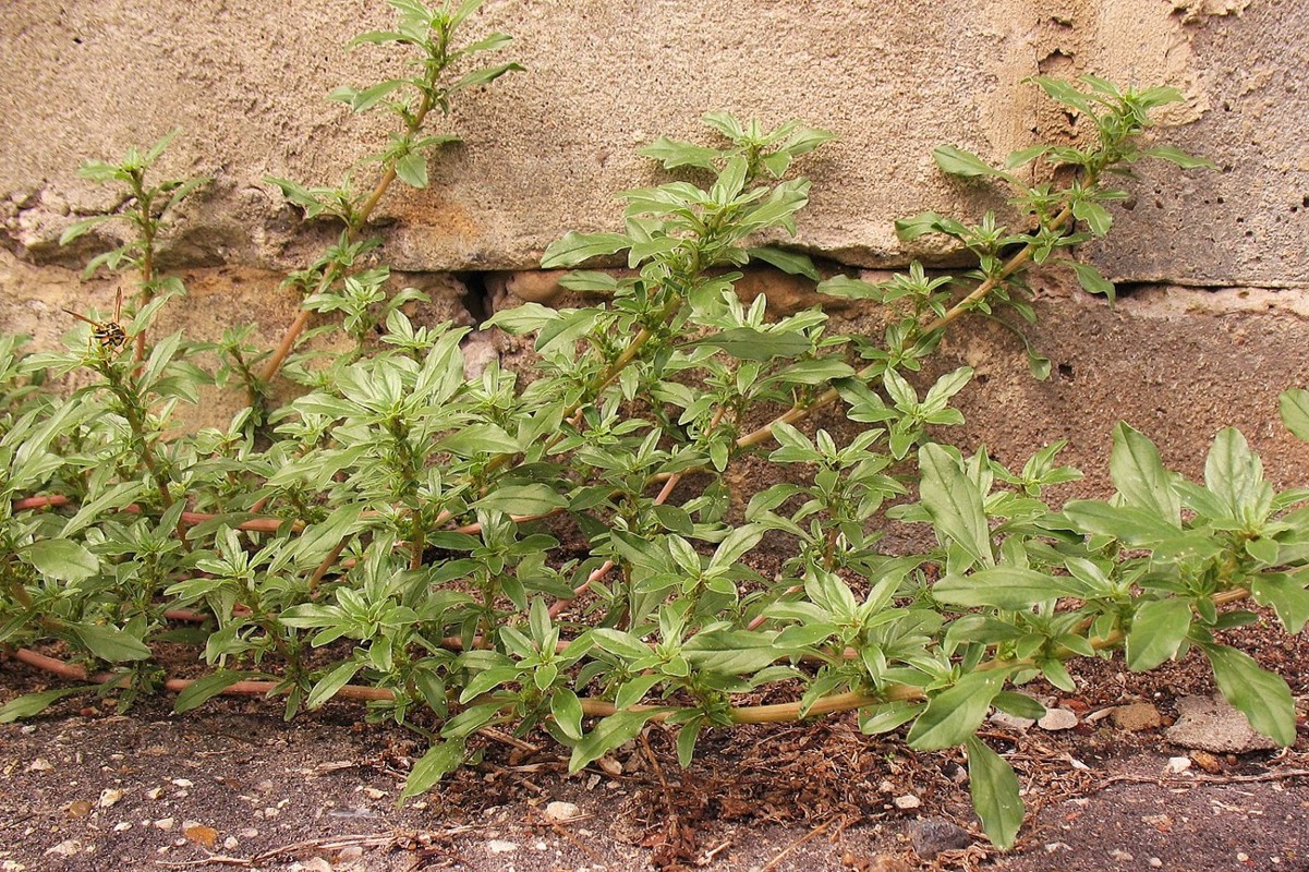 Image of Amaranthus blitoides specimen.