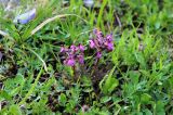 Pedicularis caucasica. Цветущее растение. Карачаево-Черкесия, Тебердинский заповедник, хр. Малая Хатипара, альпийский ковёр. 26.07.2018.