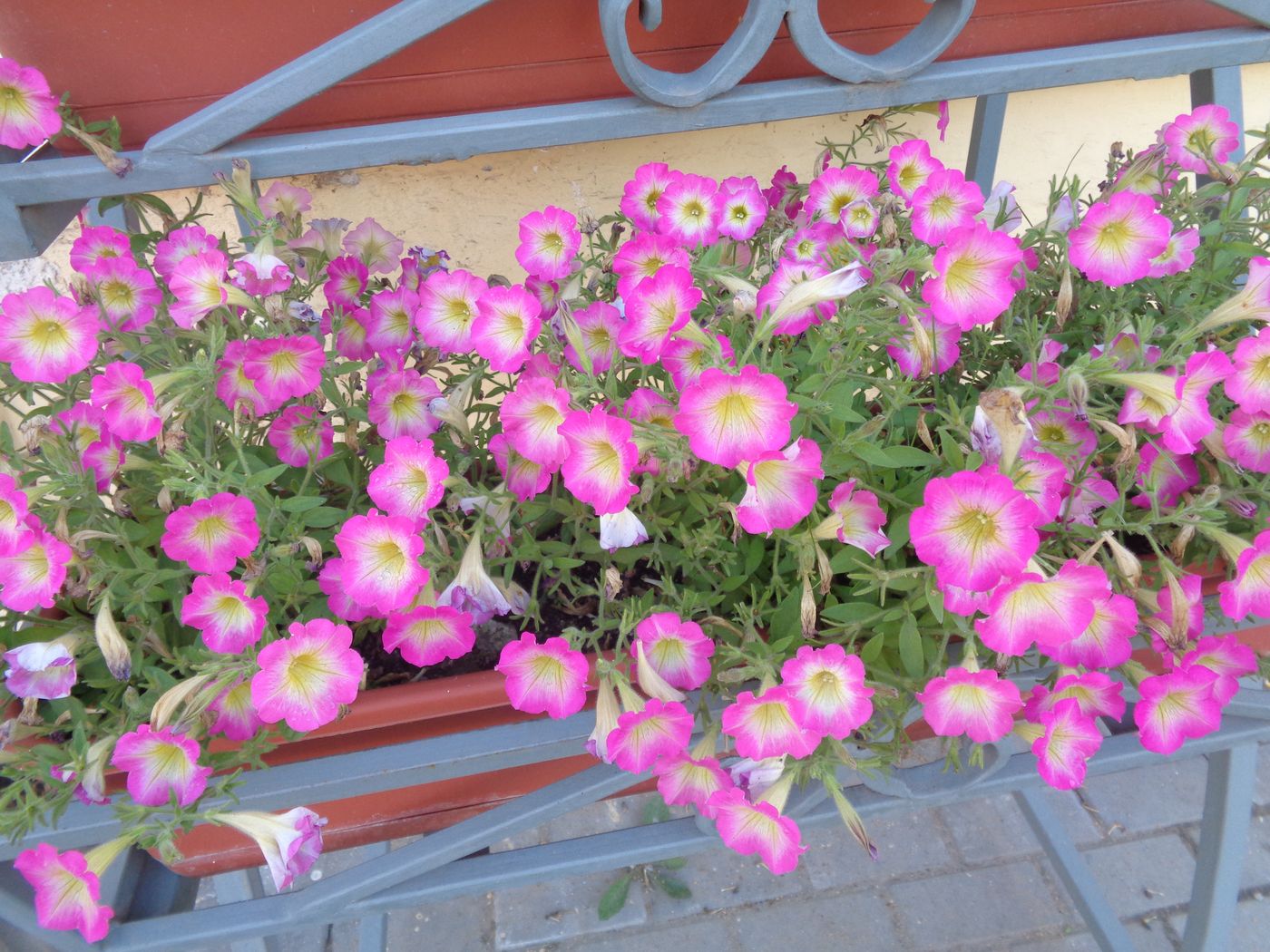 Image of Petunia × atkinsiana specimen.