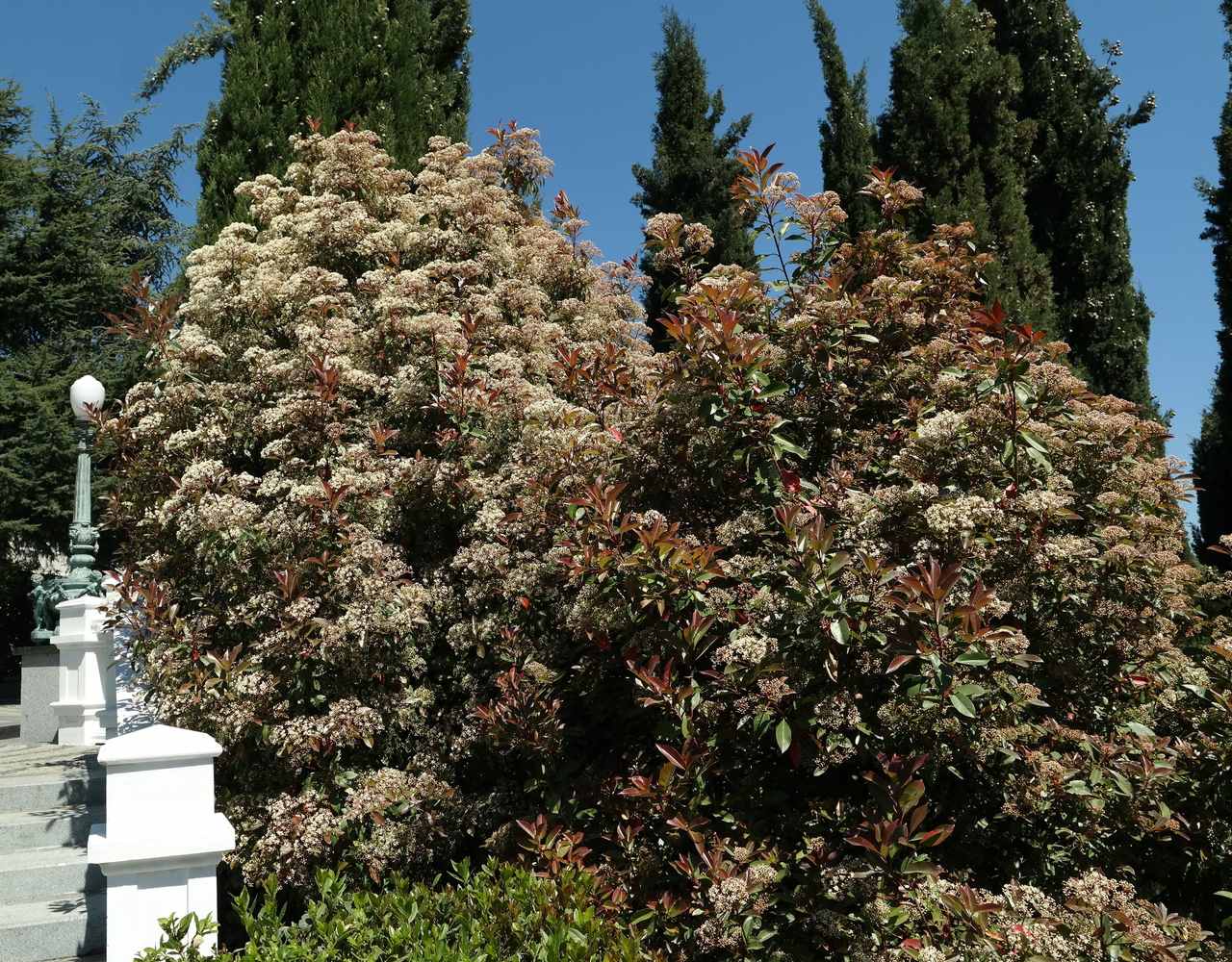 Image of Photinia &times; fraseri specimen.