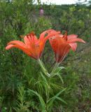 Lilium pensylvanicum