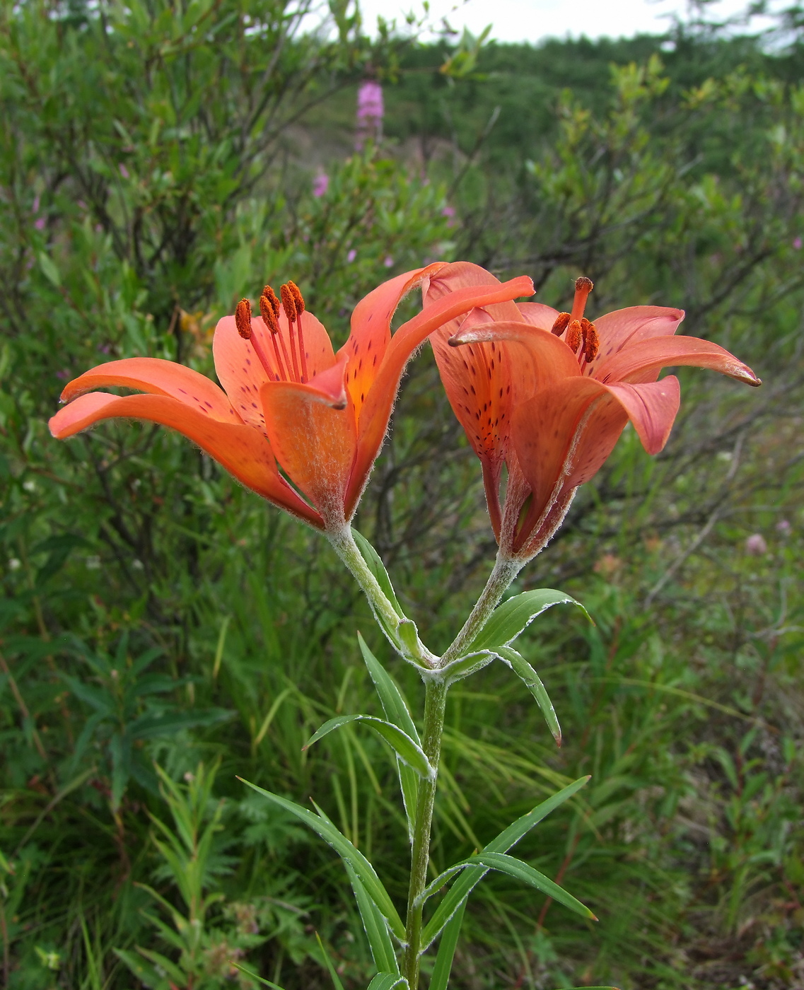 Image of Lilium pensylvanicum specimen.