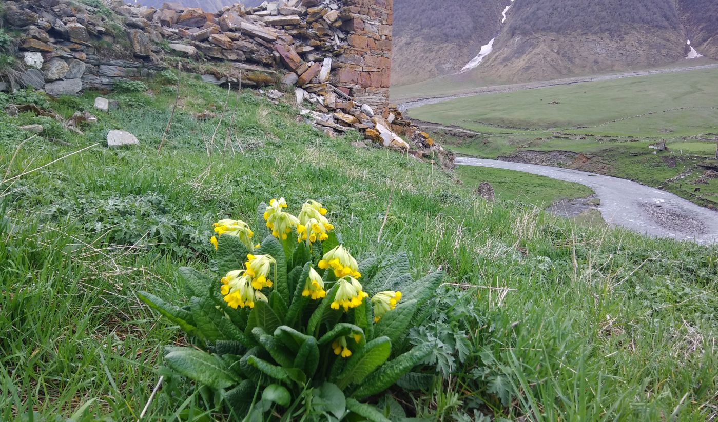 Image of Primula macrocalyx specimen.