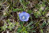 Campanula biebersteiniana