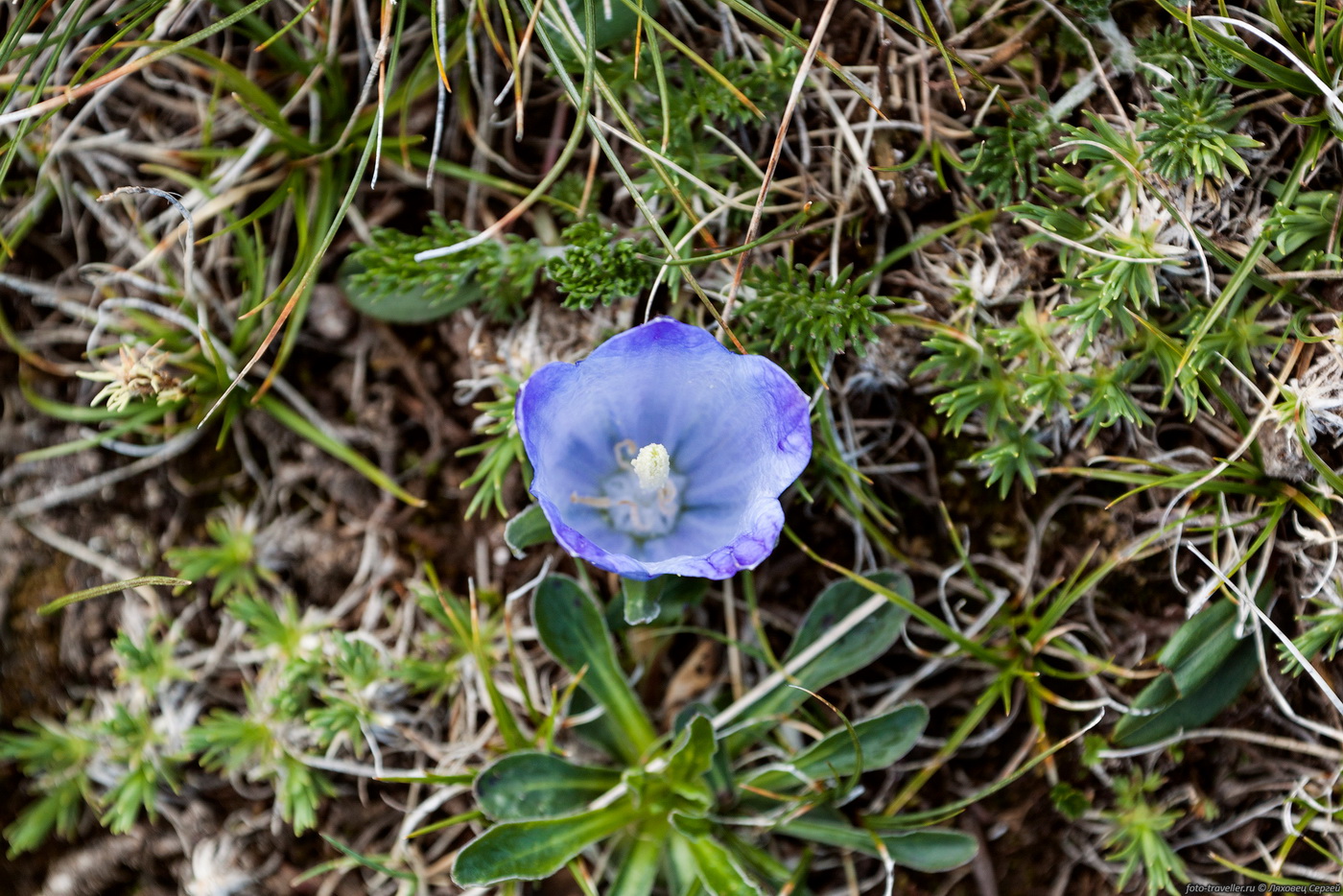 Image of Campanula biebersteiniana specimen.